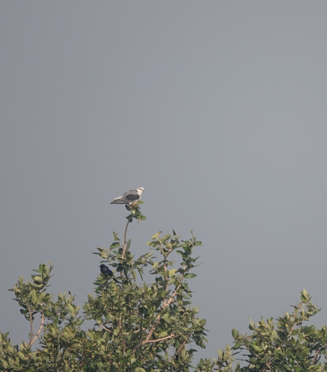 黑翅鳶 - ML646050394