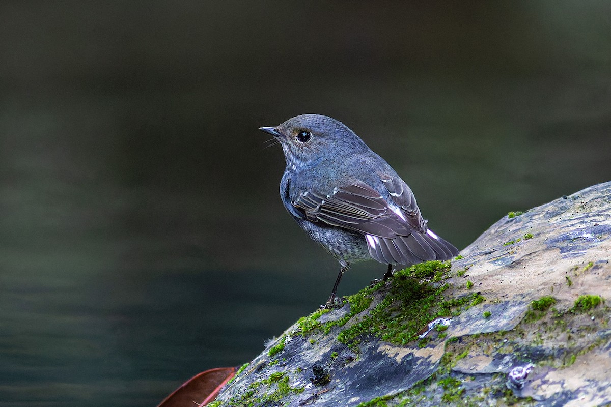 鉛色水鶇 - ML646050395