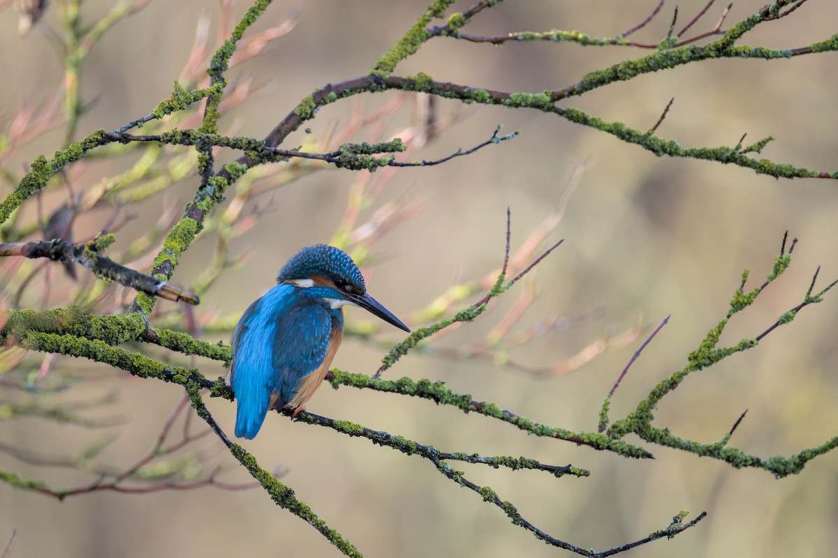 Common Kingfisher - ML646050398