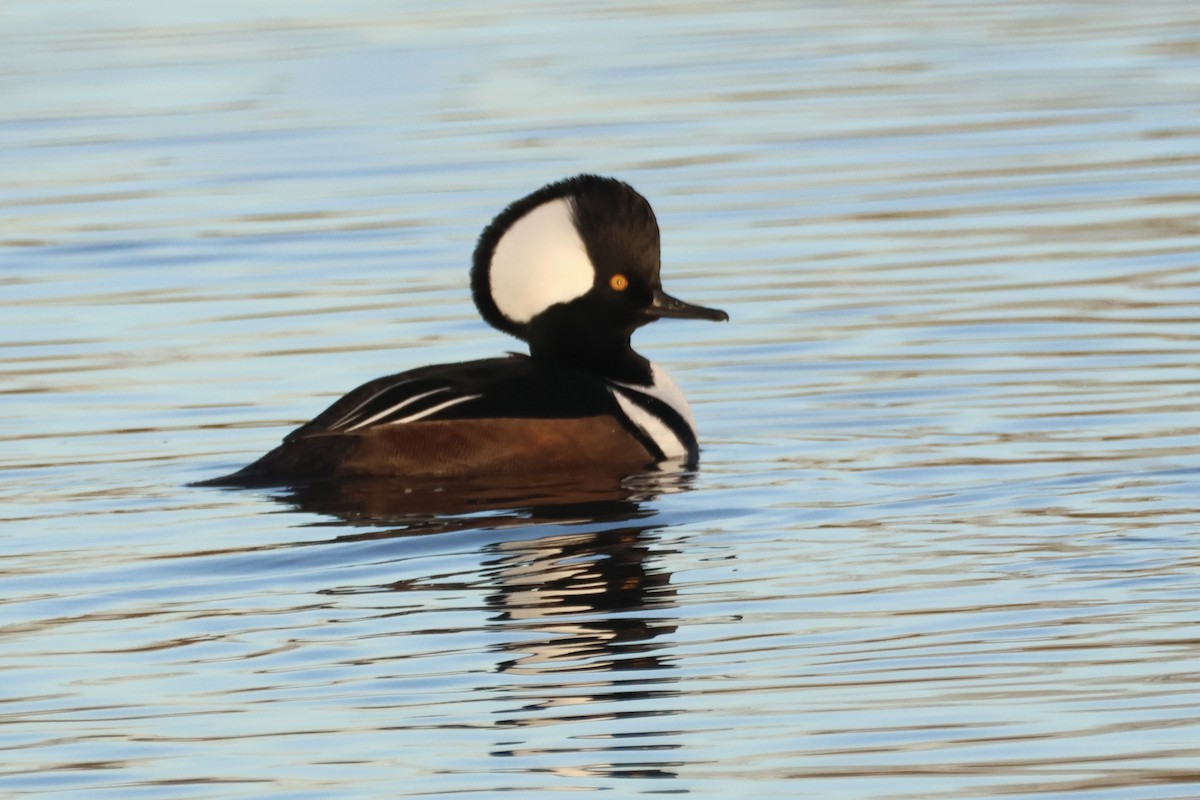 Hooded Merganser - ML646050399