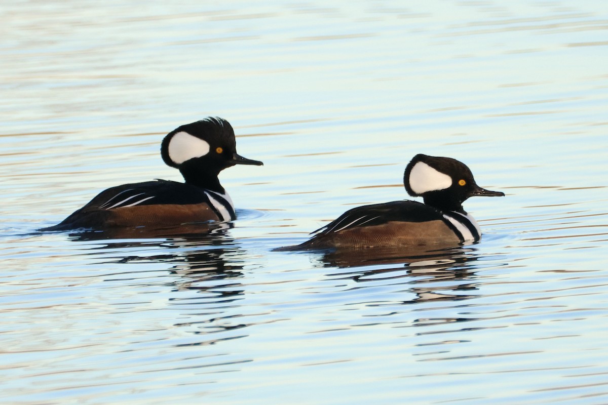 Hooded Merganser - ML646050400