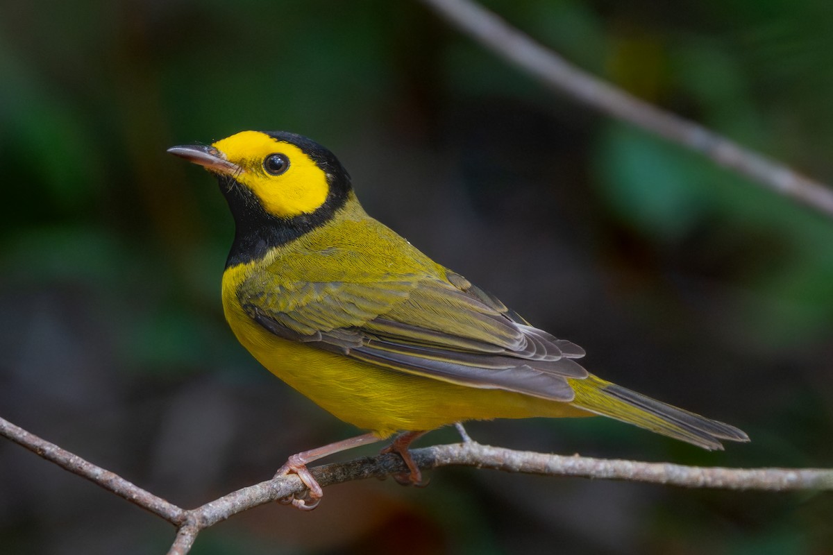 クロズキンアメリカムシクイ - ML646050402