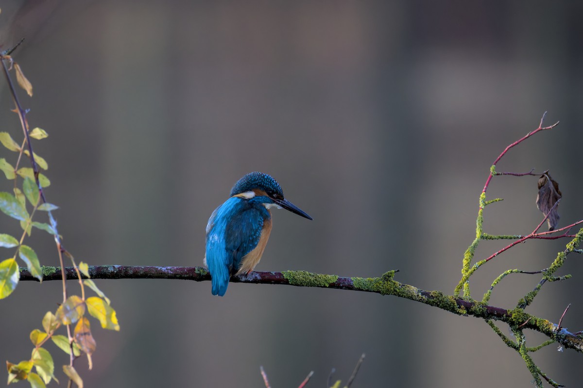 Common Kingfisher - ML646050403