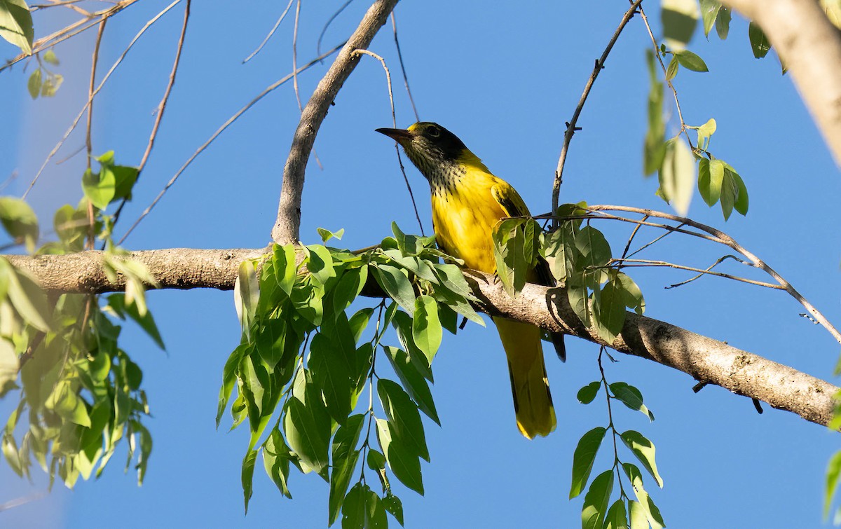 Black-hooded Oriole - ML646050405