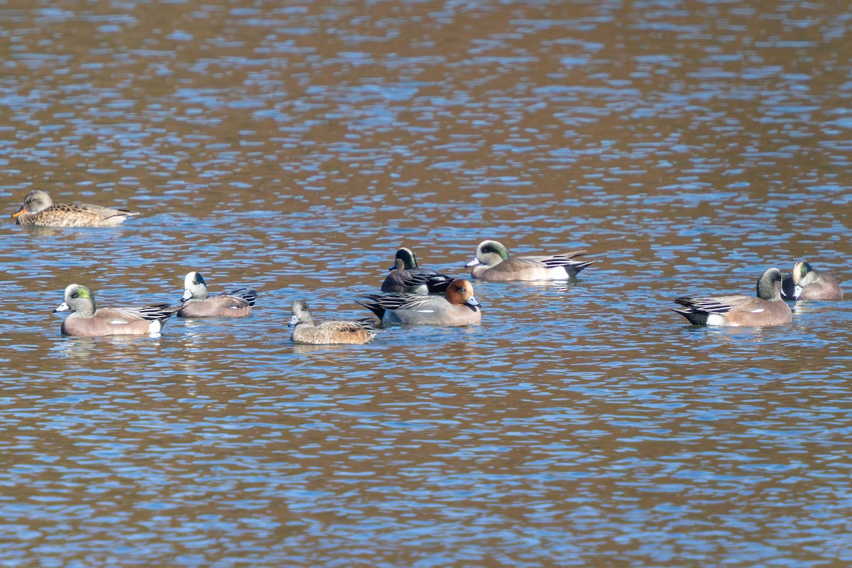 Eurasian Wigeon - ML646050406