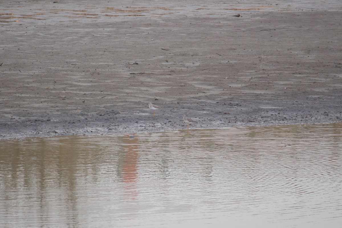 Greater Yellowlegs - ML646050407