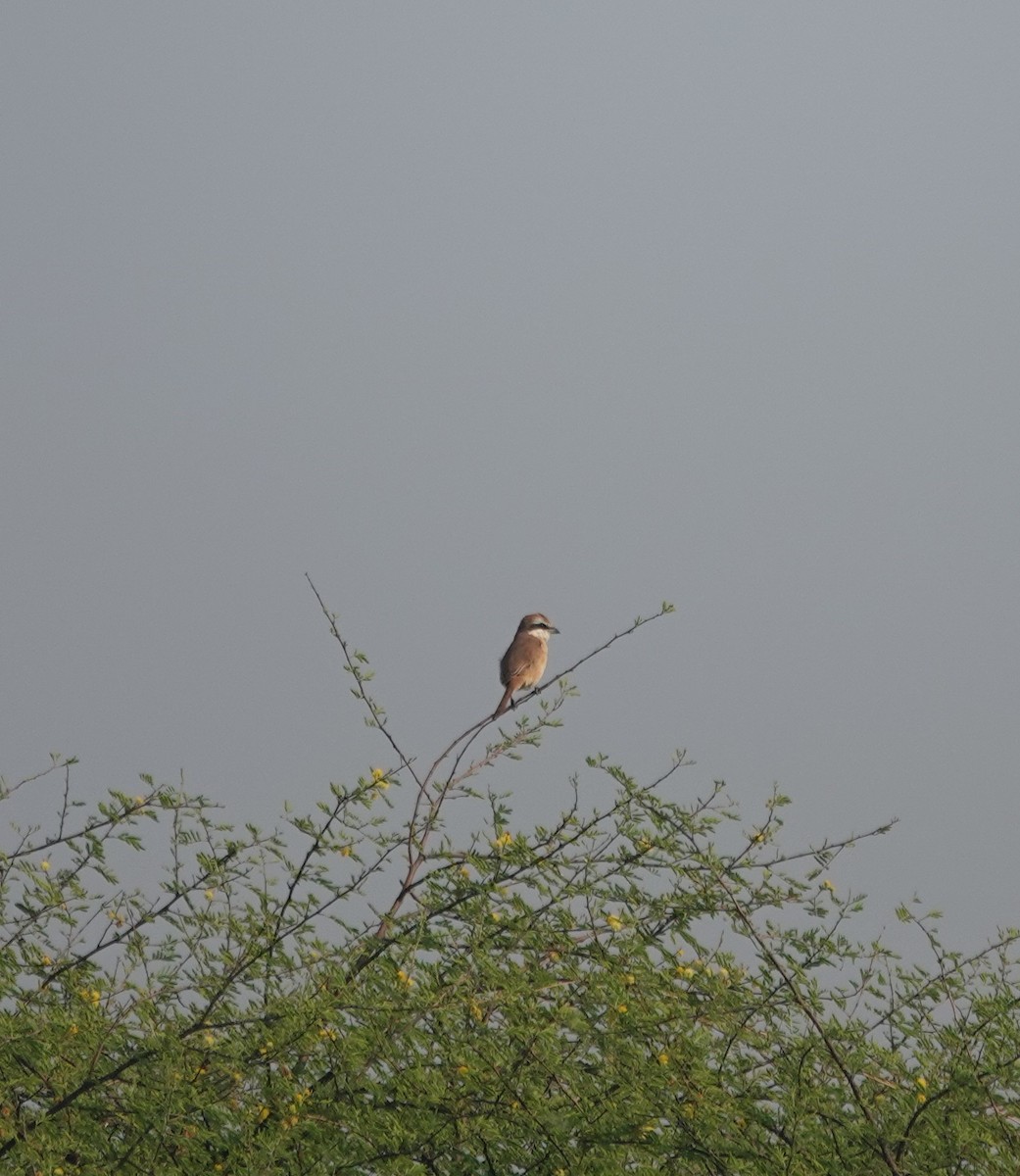 紅尾伯勞 - ML646050409