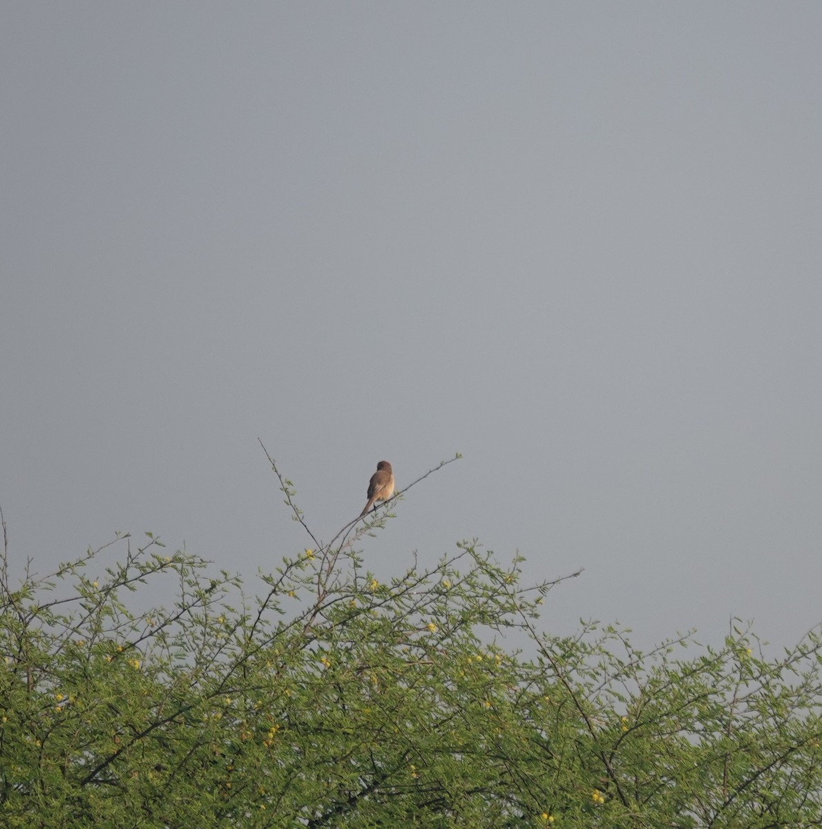 紅尾伯勞 - ML646050410