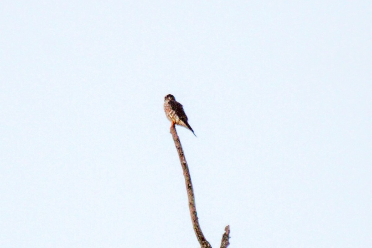 Merlin - ML646050411