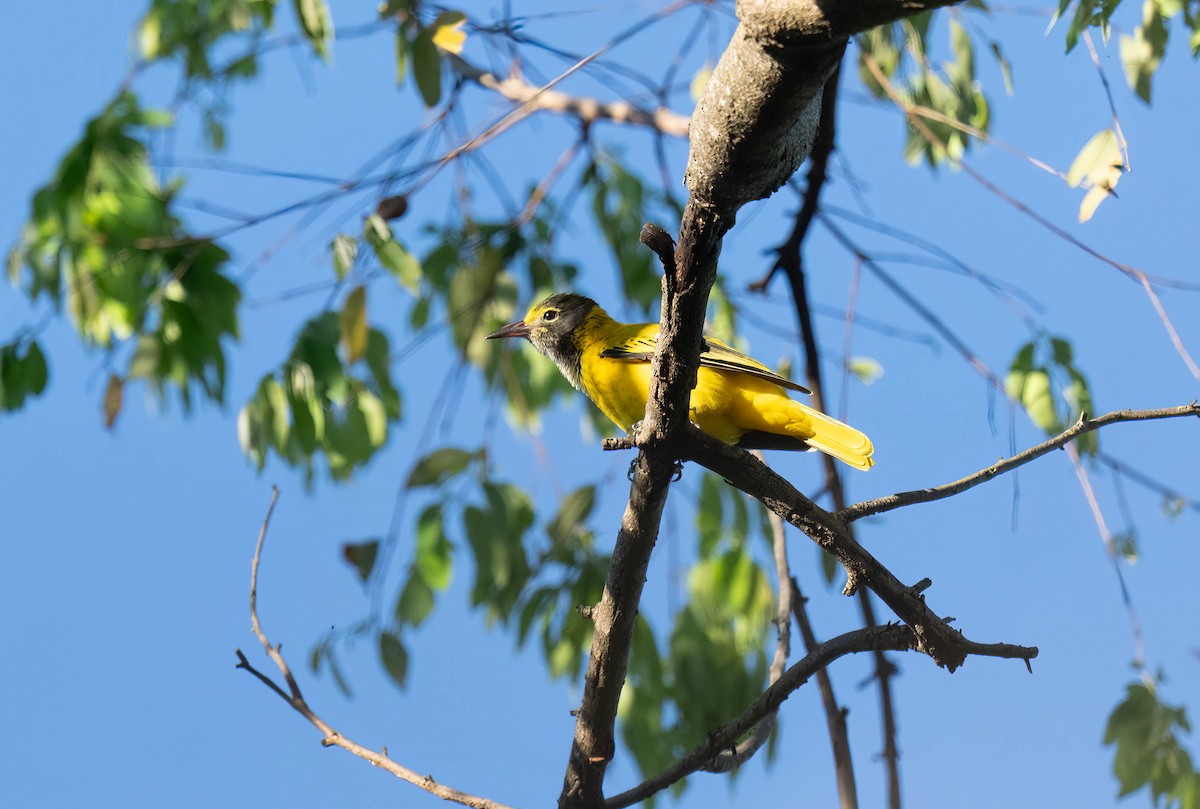 Black-hooded Oriole - ML646050414
