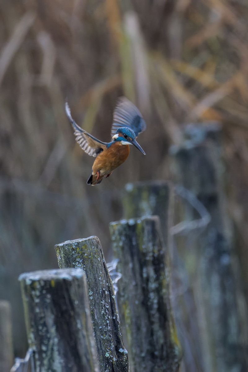 Common Kingfisher - ML646050416