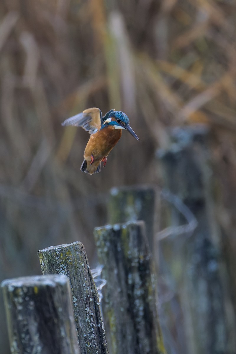 Common Kingfisher - ML646050417