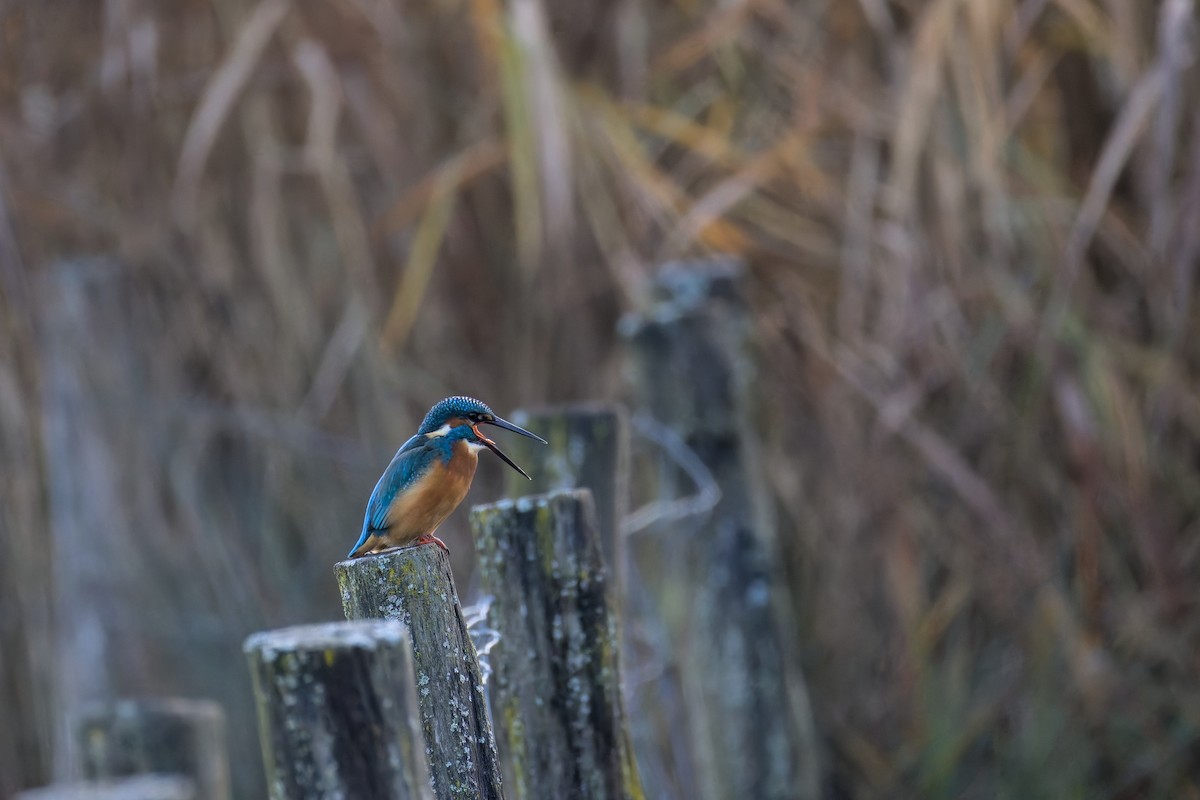 Common Kingfisher - ML646050418