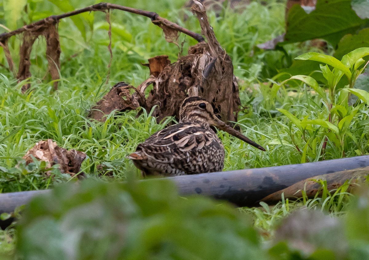 Pin-tailed Snipe - ML646050421
