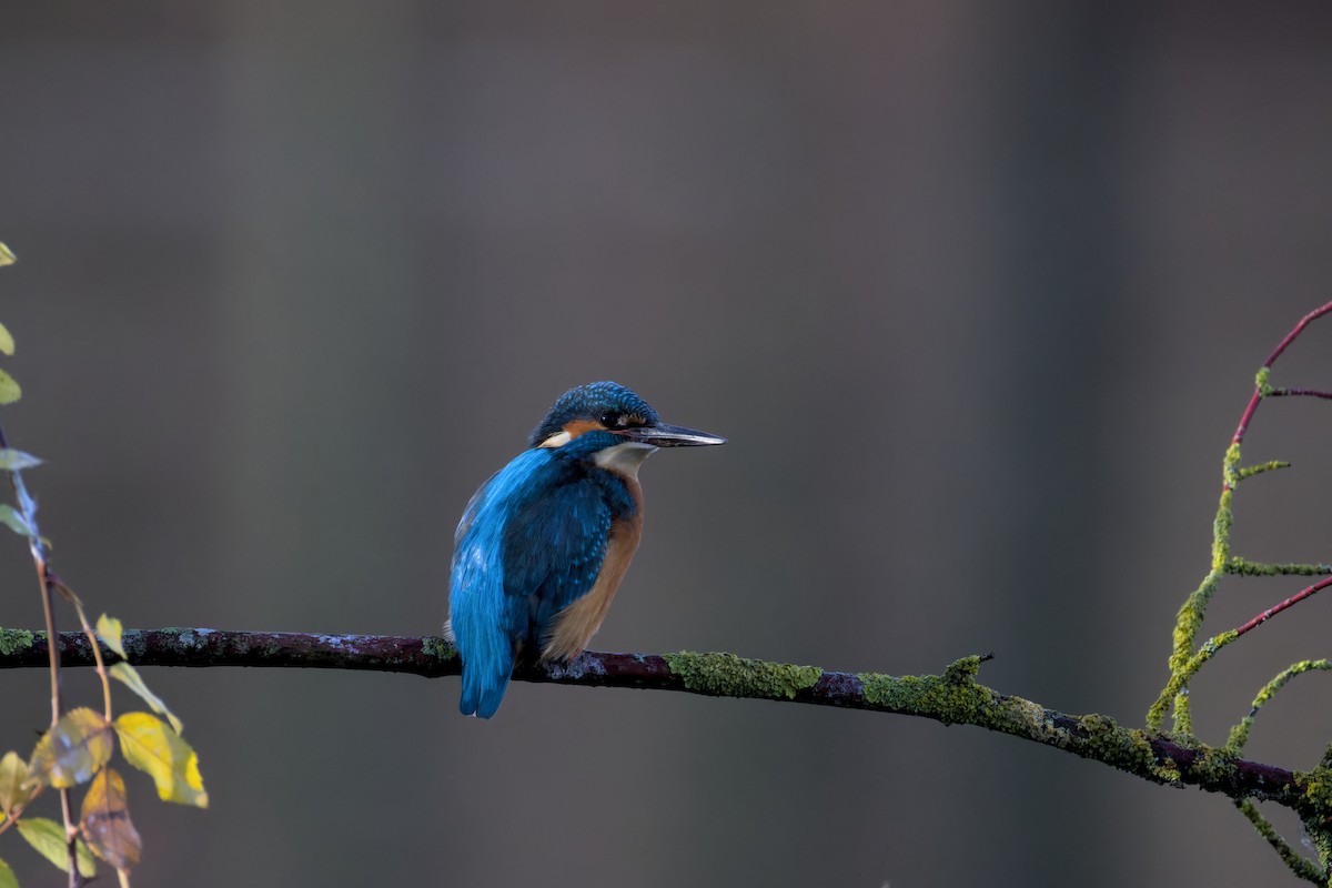Common Kingfisher - ML646050427