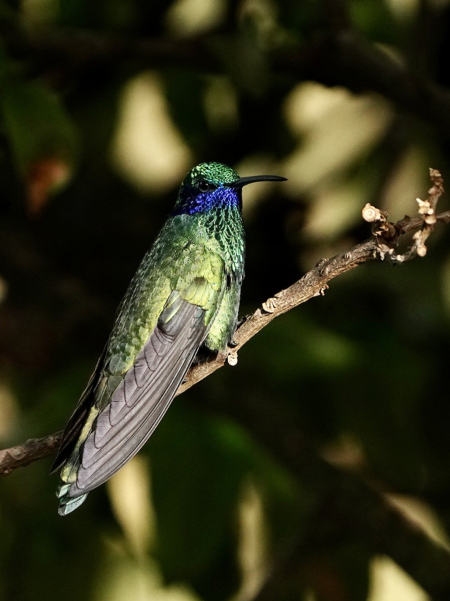 fiolørekolibri - ML646050428