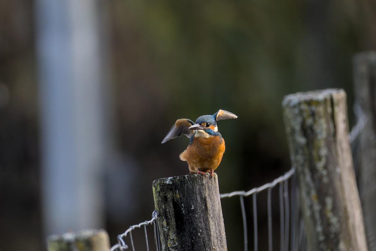 Common Kingfisher - ML646050431