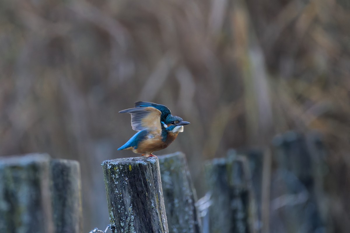 Common Kingfisher - ML646050432