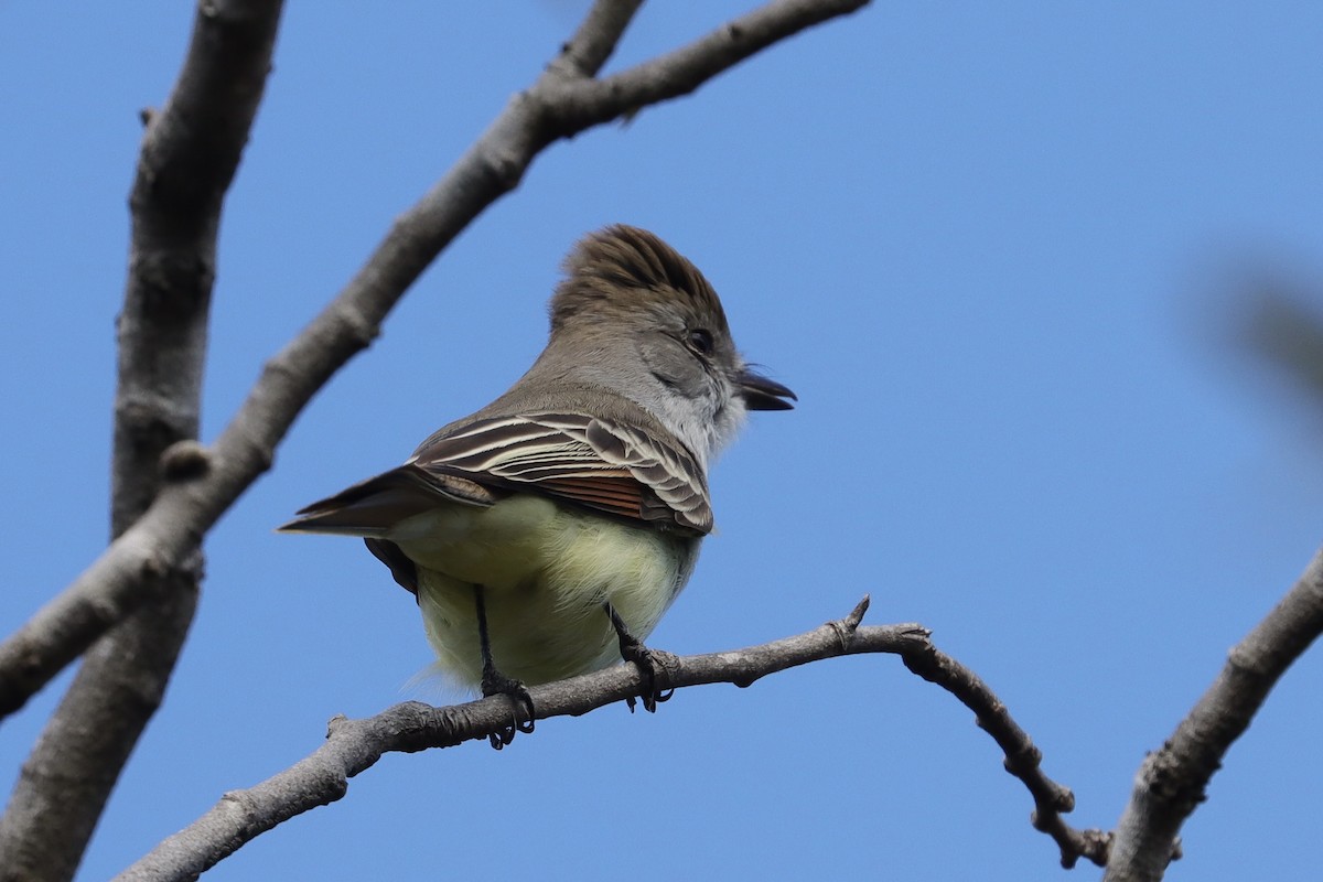Ash-throated Flycatcher - ML646050433