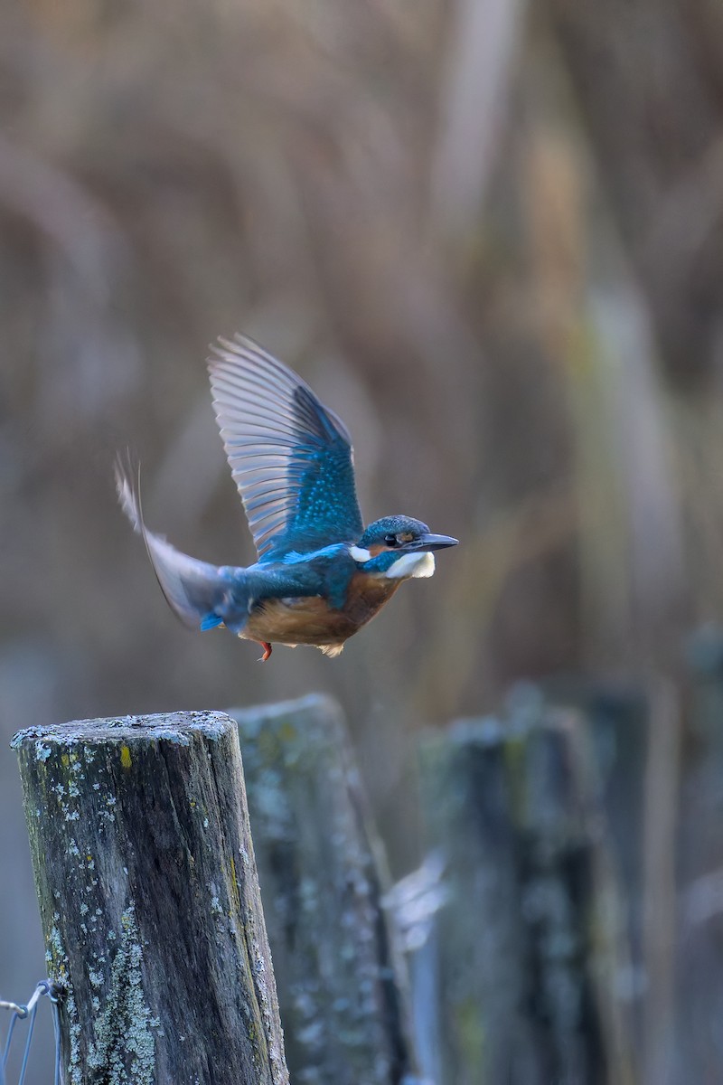 Common Kingfisher - ML646050435