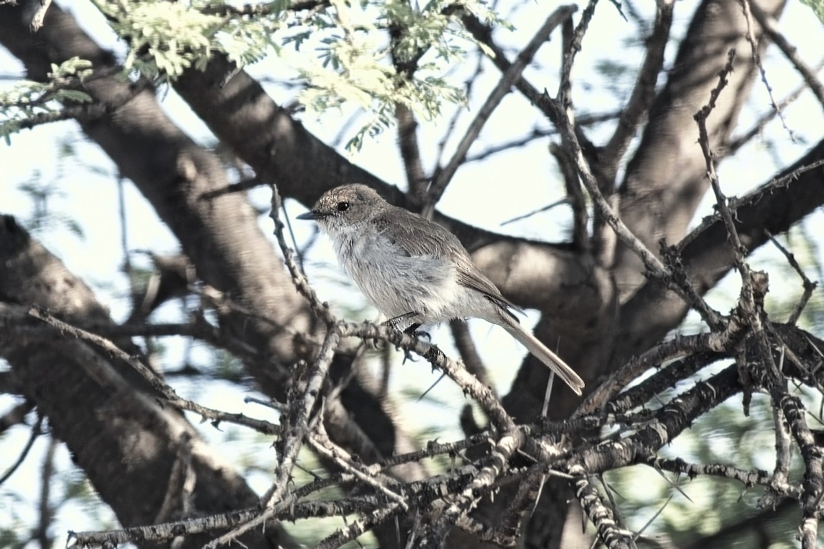 Marico Flycatcher - ML646050436