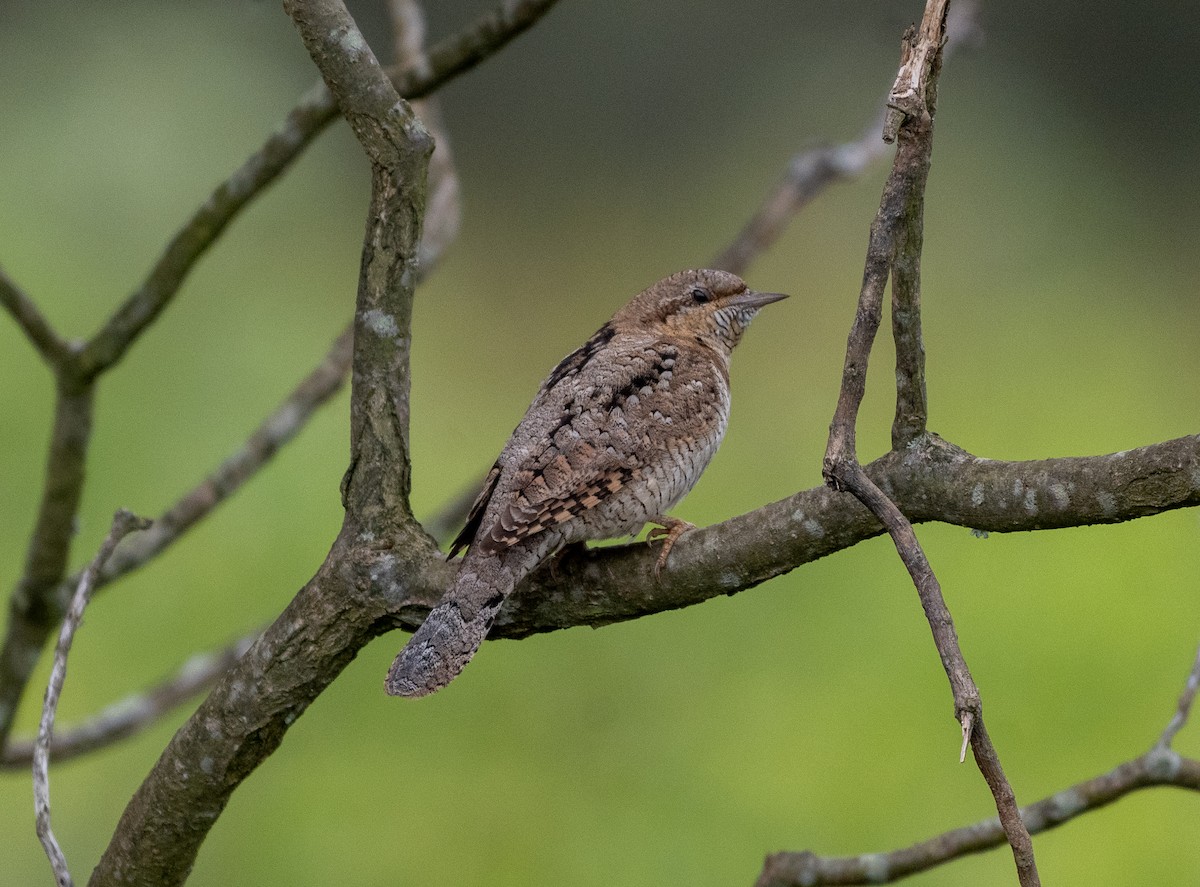 Eurasian Wryneck - ML646050440