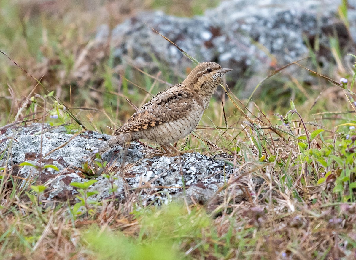 Eurasian Wryneck - ML646050441