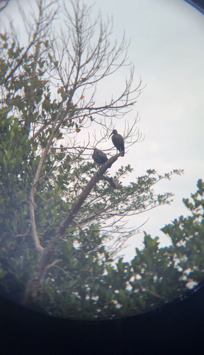 Hadada Ibis - ML646050442