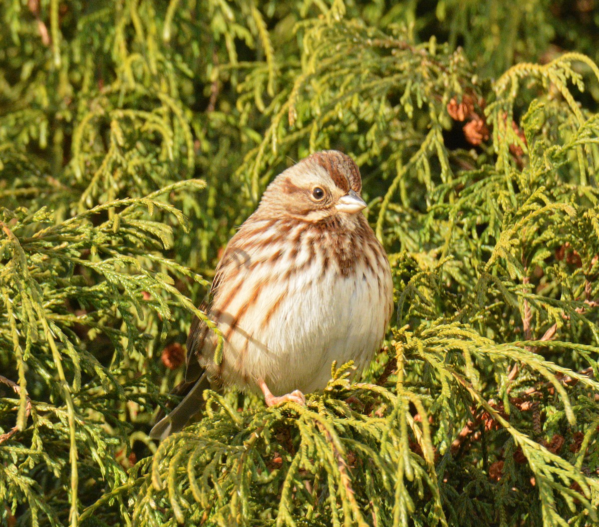 strnadec zpěvný - ML646050446