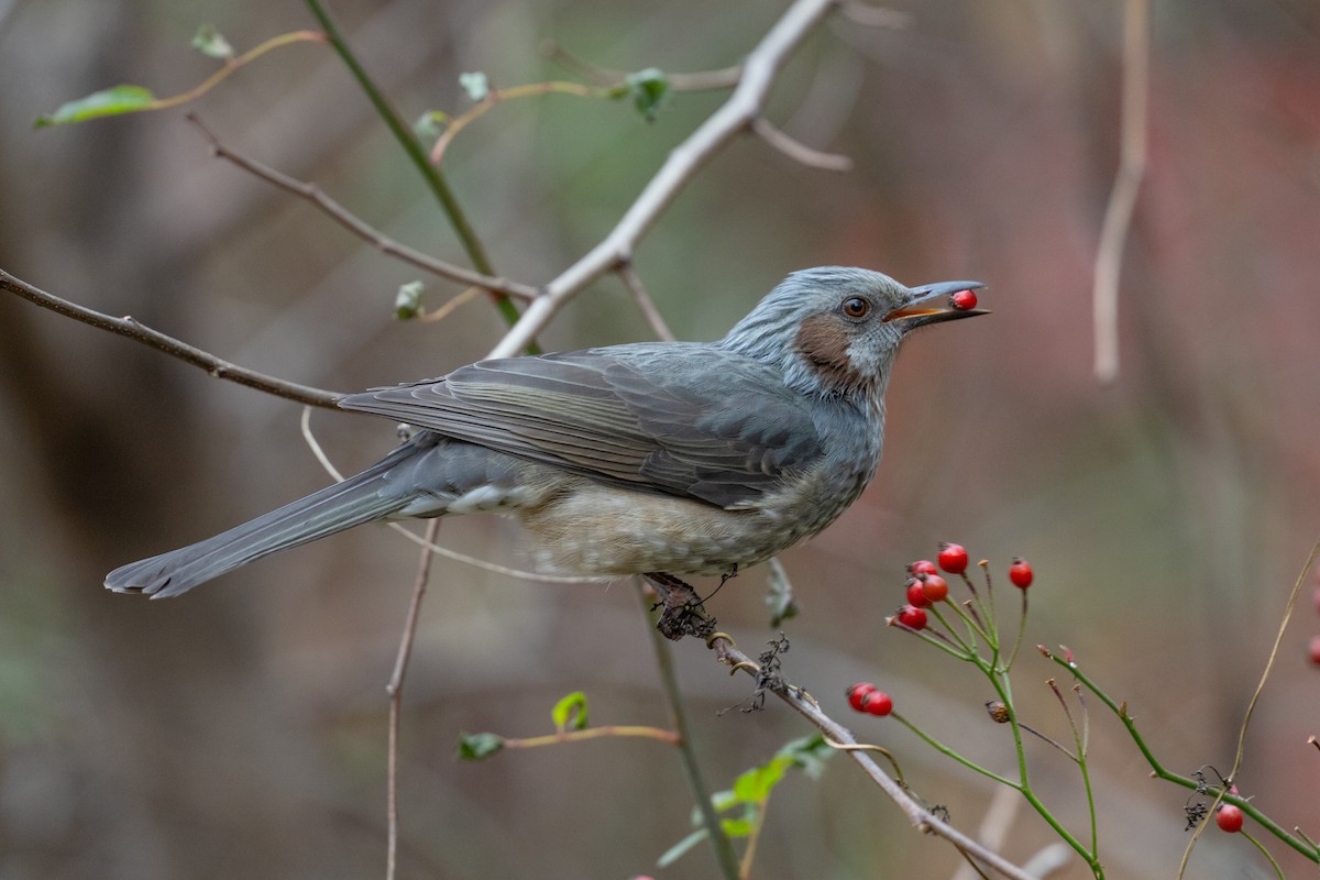 Brown-eared Bulbul - ML646050447