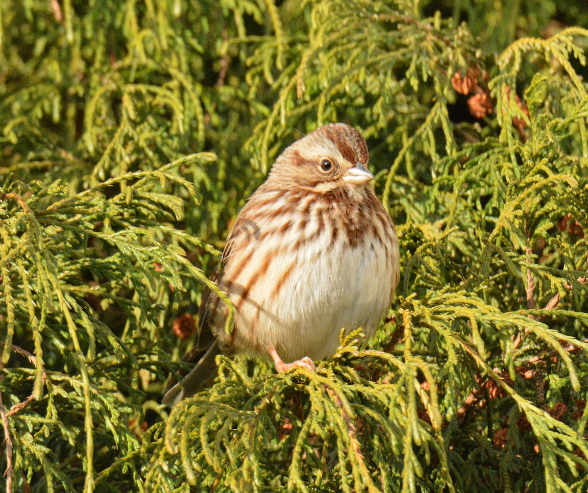 strnadec zpěvný - ML646050448