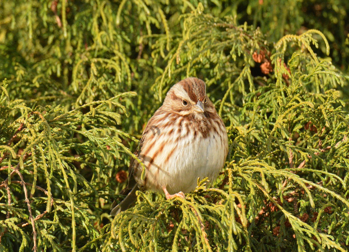 strnadec zpěvný - ML646050450