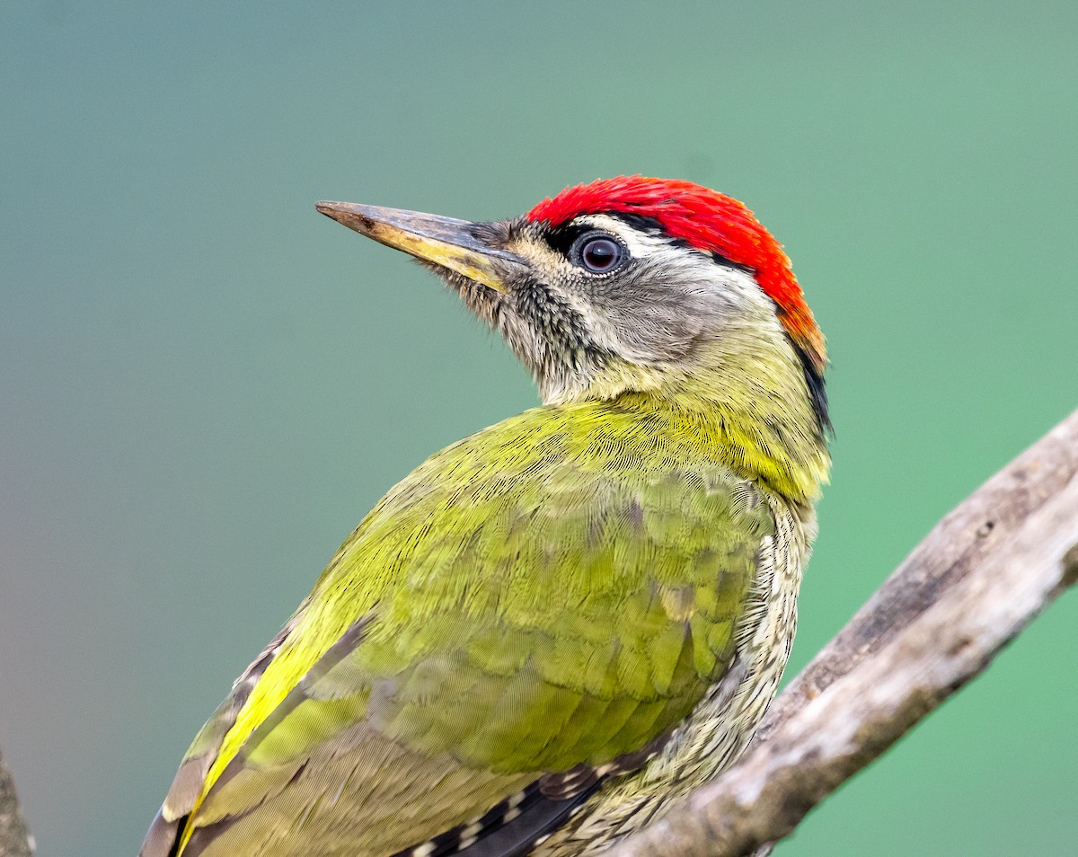 Streak-throated Woodpecker - ML646050452