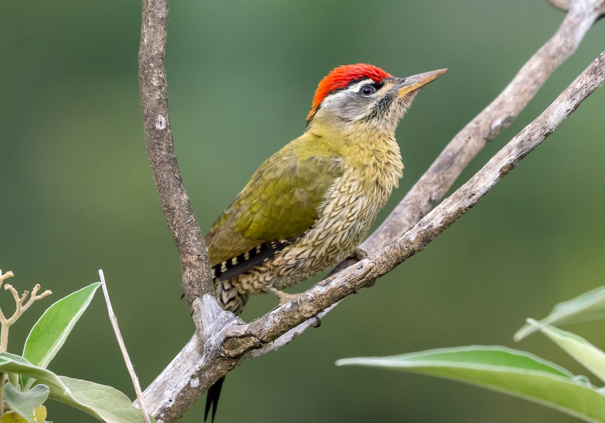 Streak-throated Woodpecker - ML646050453