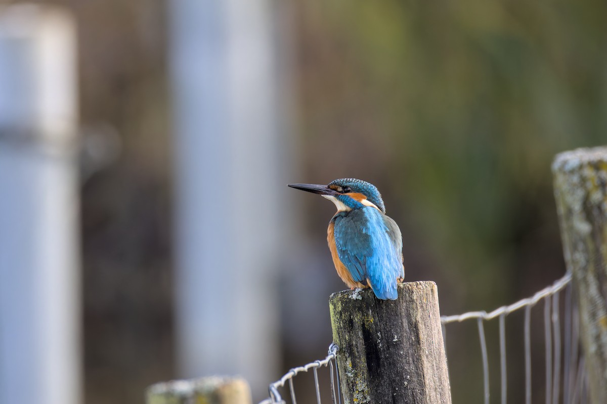 Common Kingfisher - ML646050454