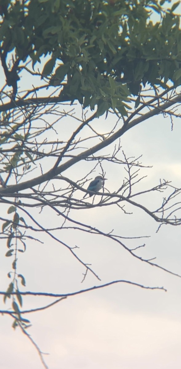 Woodland Kingfisher - ML646050456