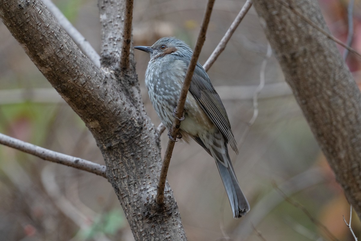 Brown-eared Bulbul - ML646050462