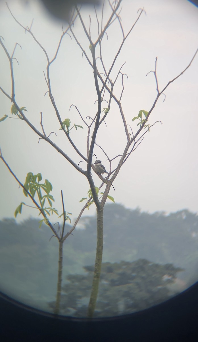 Striped Kingfisher - ML646050463
