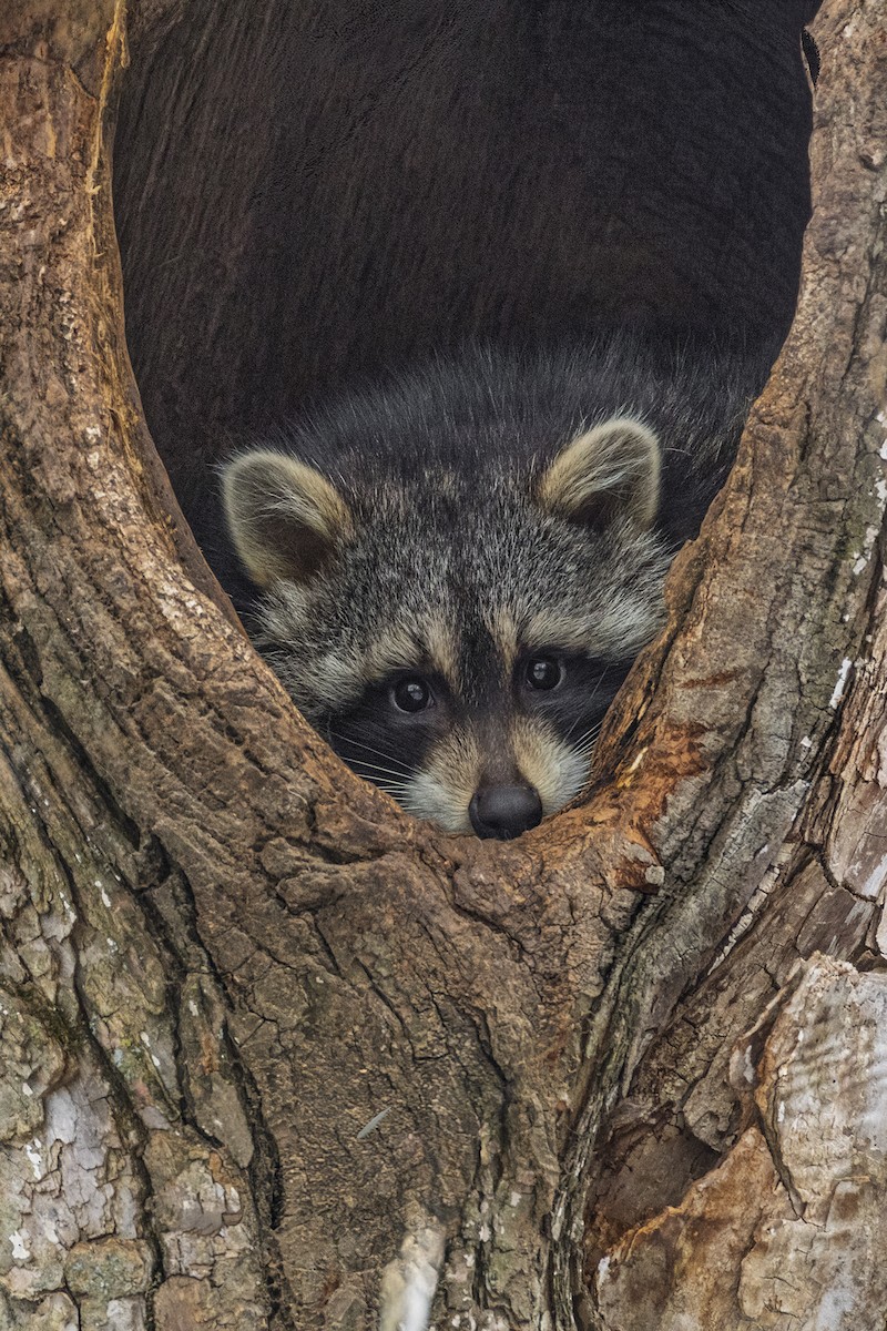 Animali - ML646050464