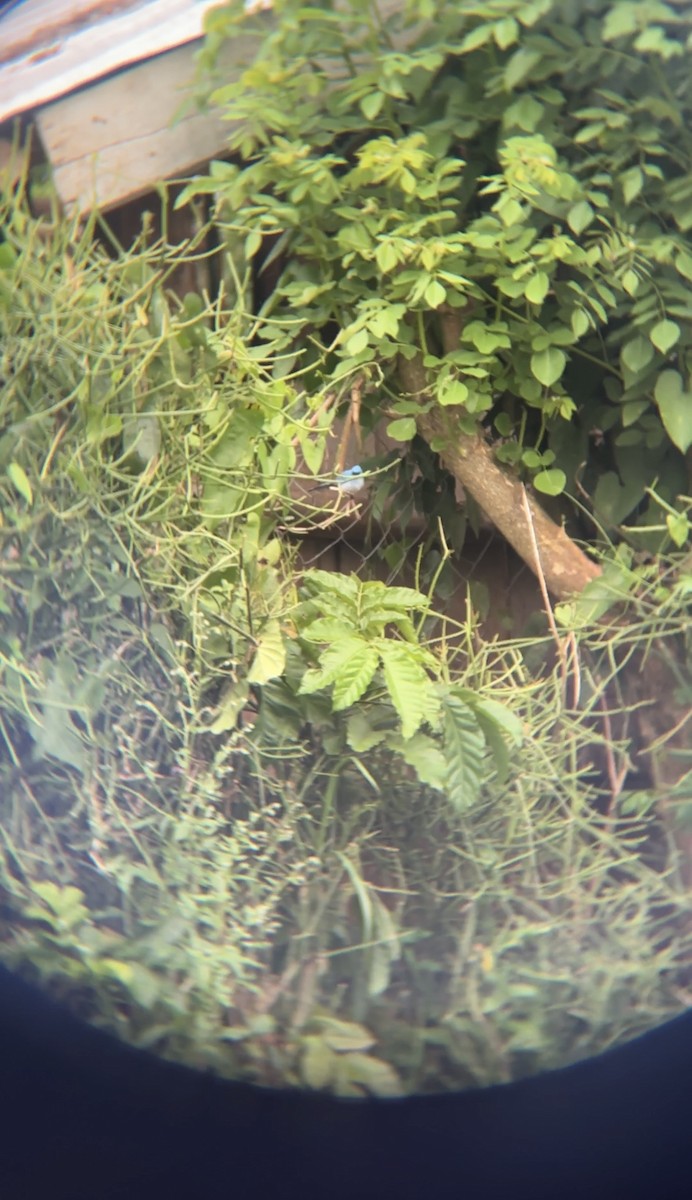 blåelminia - ML646050467