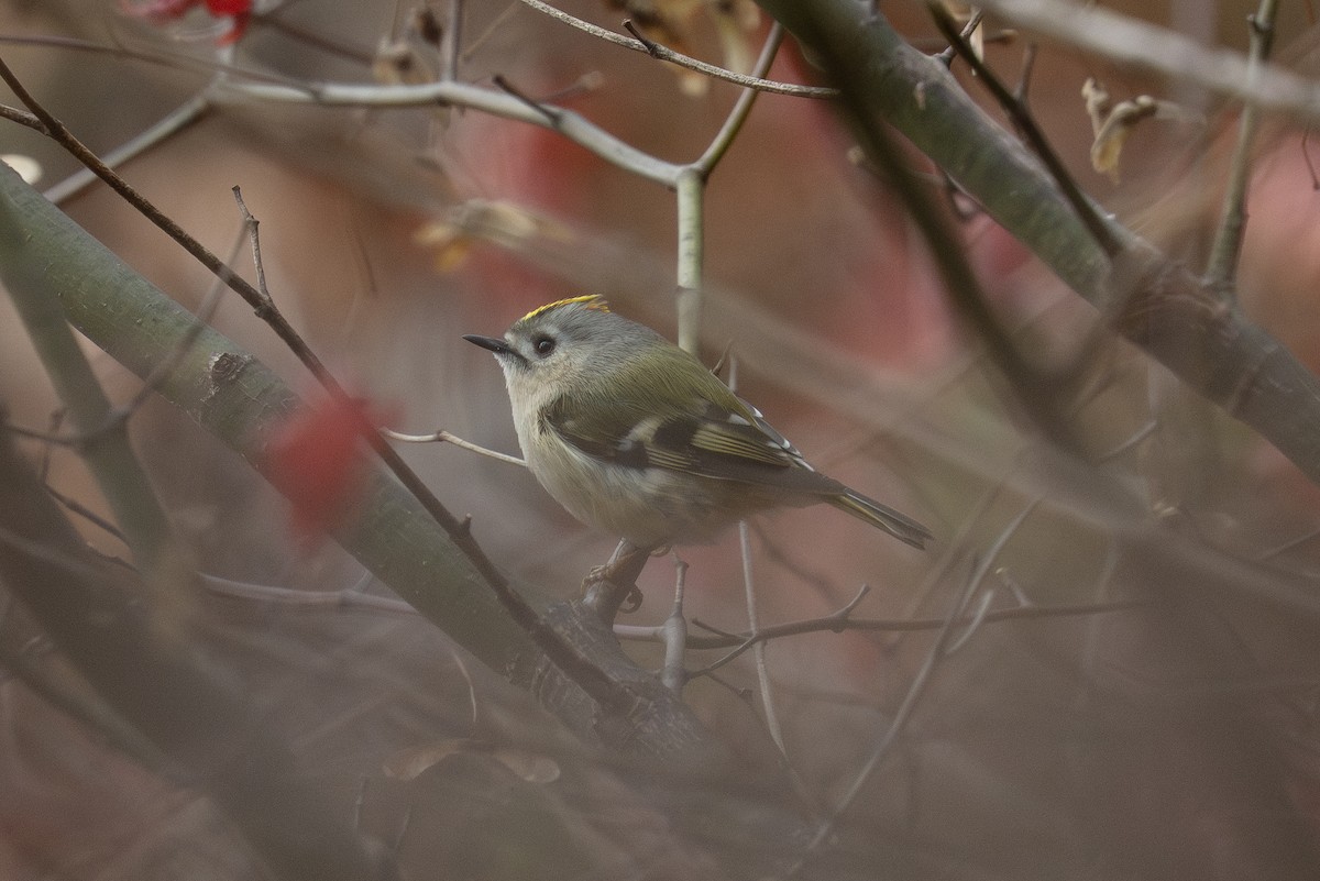Goldcrest - ML646050470