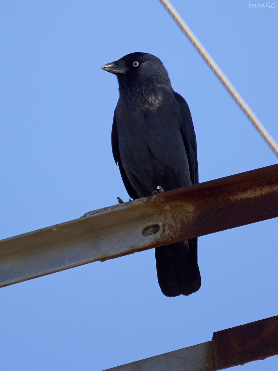 קאק - ML646050474