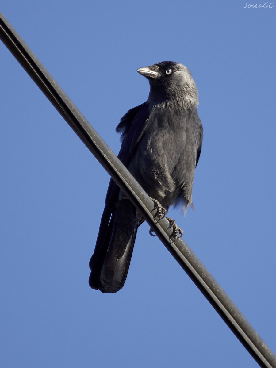 קאק - ML646050475