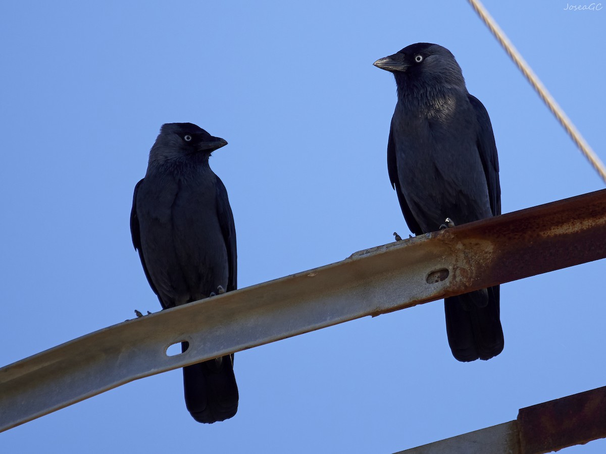 קאק - ML646050476