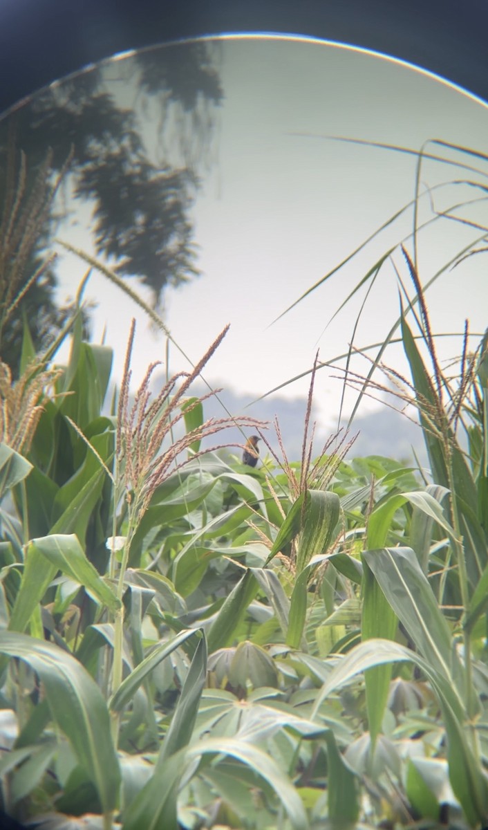 Black Bishop - ML646050479