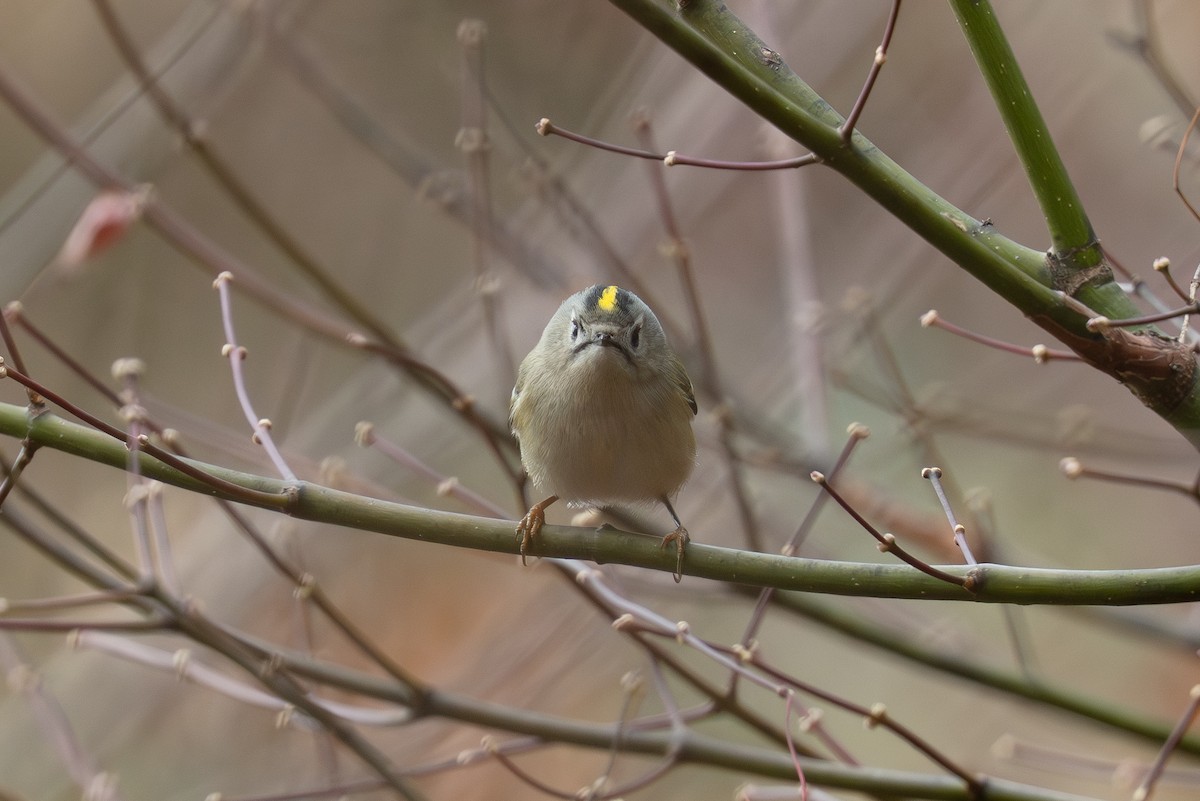 Goldcrest - ML646050482