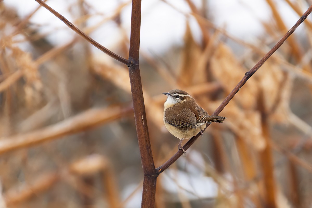 Carolina Wren - ML646050484