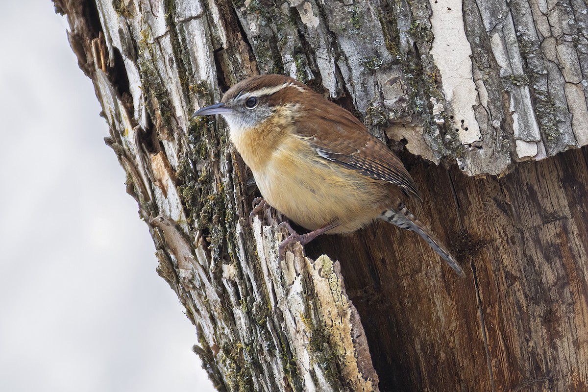 Carolina Wren - ML646050486