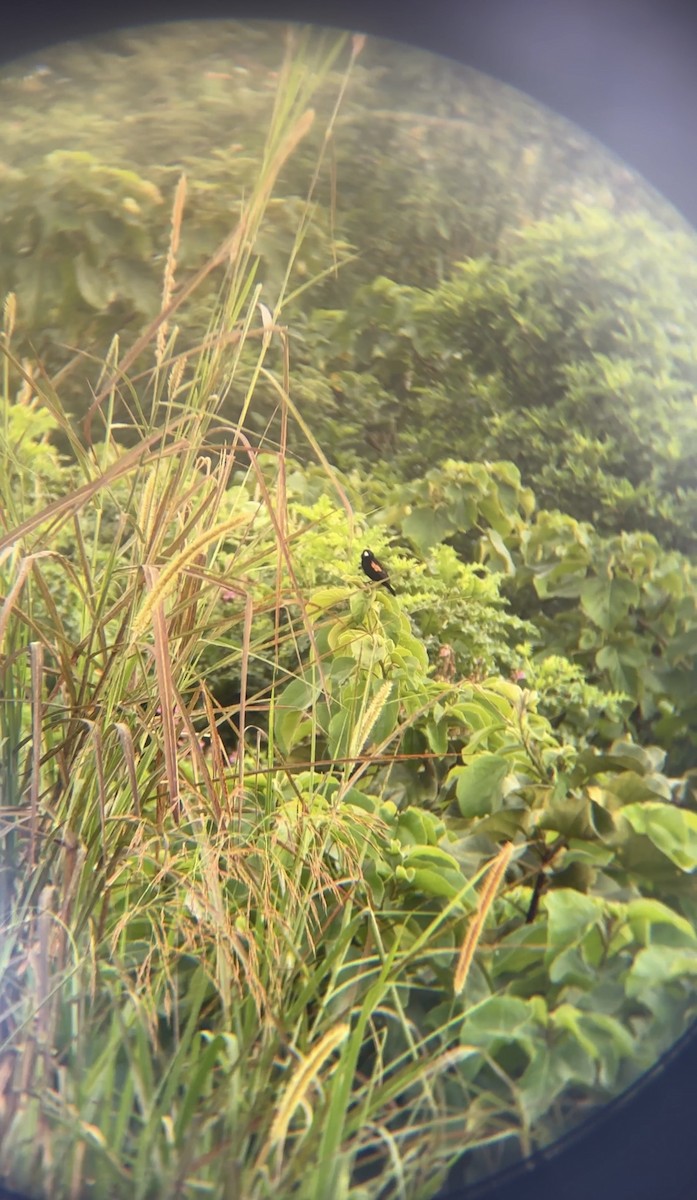Fan-tailed Widowbird - ML646050487