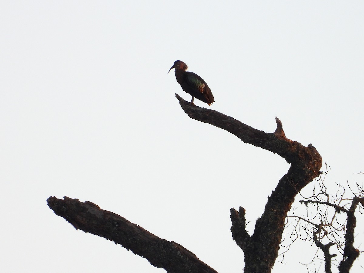 Olive Ibis - ML646050488